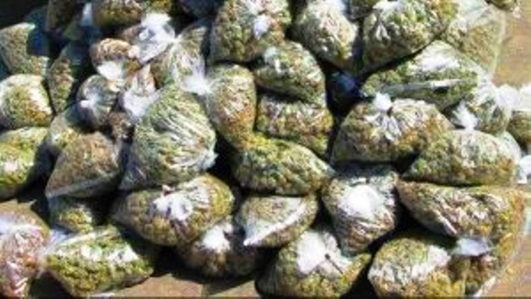 City Police Seized 50kg Marijuana, 3 Arrested