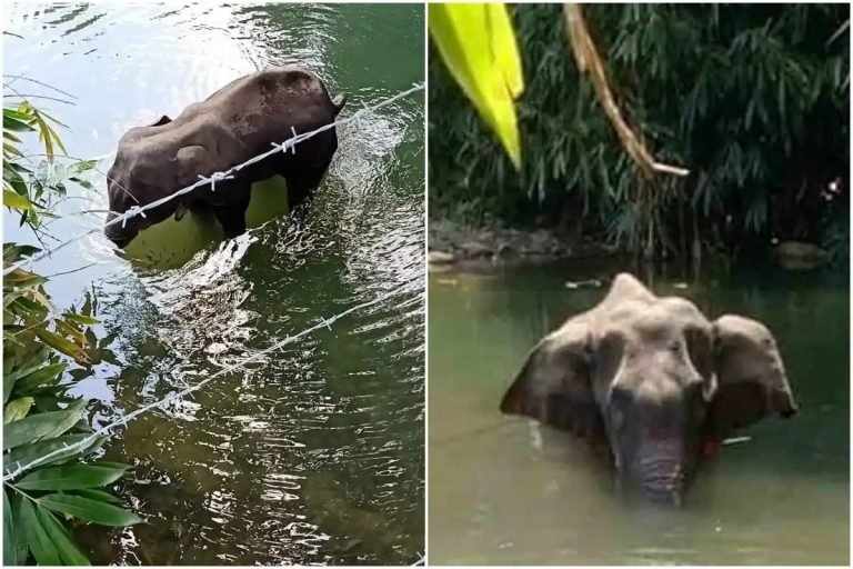 Elephant Death: Hyderabadi Announces Reward For Tip-off