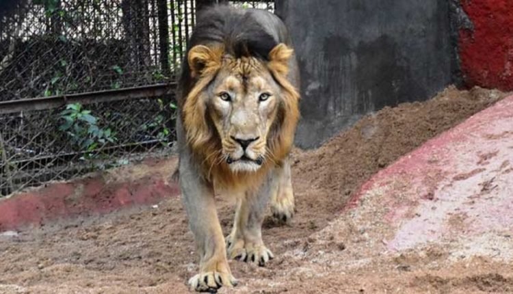 Hyderabad: 8 Lions Tested Positive in Nehru Zoo Park