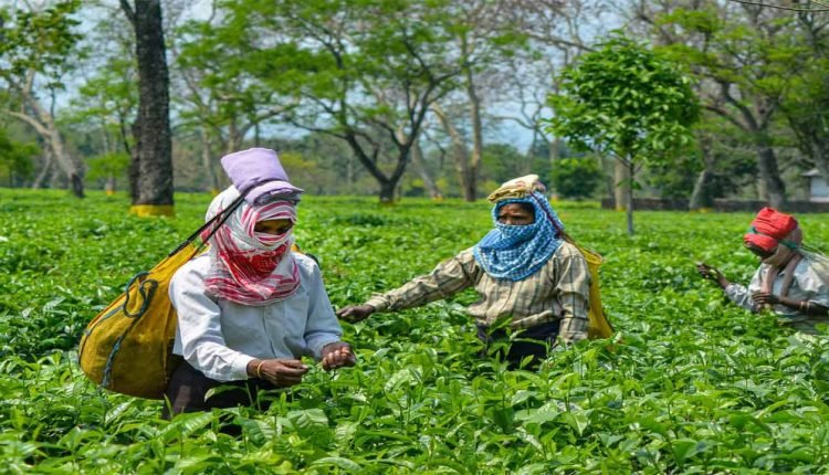Covid-19: Tea Estate in Assam Closed