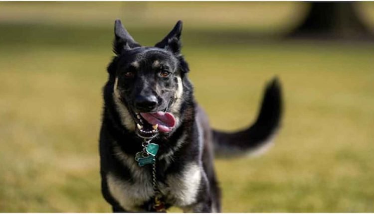 Miyazaki Mangoes in MP:  
