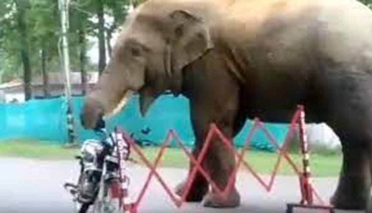 Shocking: A Wild Elephant Eats Helmet, Video Goes Viral