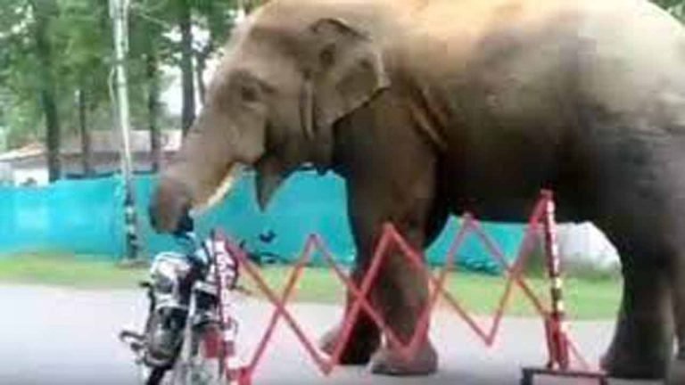 Shocking: A Wild Elephant Eats Helmet, Video Goes Viral