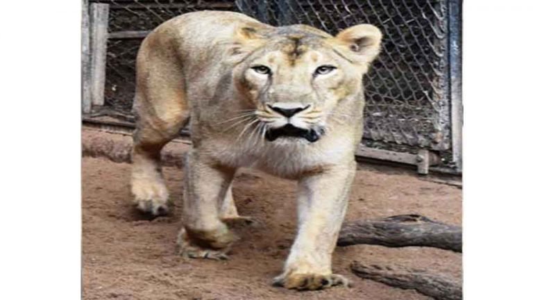 Tamil Nadu: 1 Lioness Dead, 9 Test Positive For Covid in Vandalur Zoo