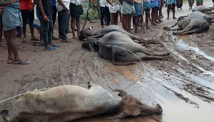 Peddapalli: Six Buffaloes Electrocuted