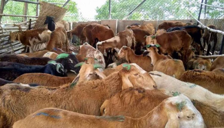 Hyderabad Sheep Markets Thrive Ahead Of Bakrid 2025