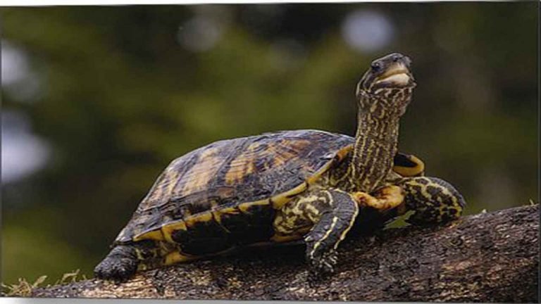 Telangana Forest Dept. Nabs Gang Smuggling Turtles