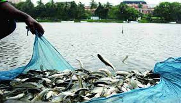 AP secures first position in production of fish in India