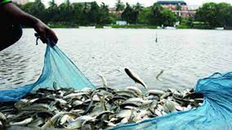 AP secures first position in production of fish in India