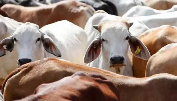 Cow Smuggling Under The Guise Of Banana Leaves