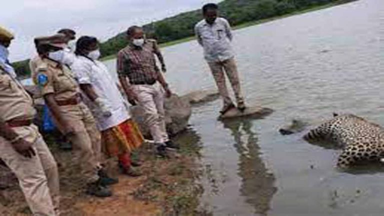Medak: Leopard Caught by Locals