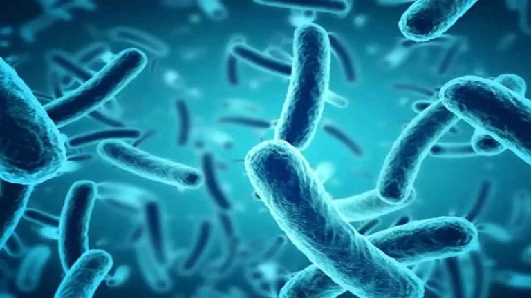12-year-old boy succumbed to Nipah virus in Kerala, Tamil Nadu takes precautions