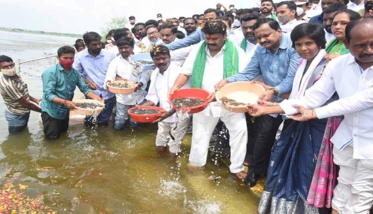 Talasani Drops Fish at Siricilla District