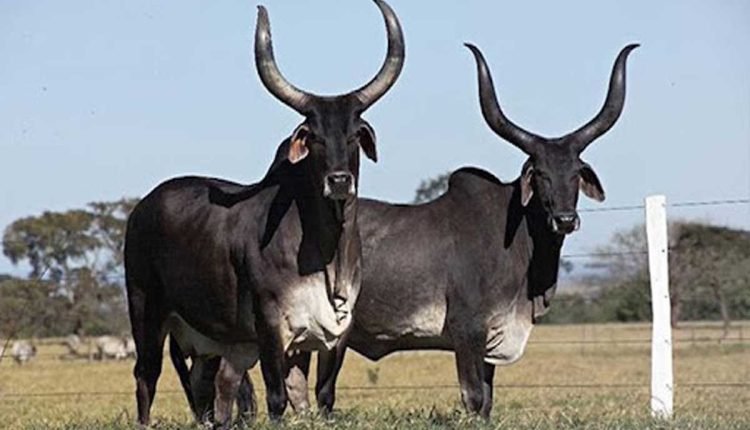 Media Group Chairman Donates 2 Pair of Cows, Calves to TTD