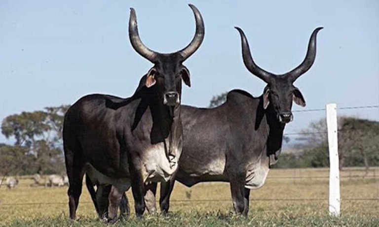 Media Group Chairman Donates 2 Pair of Cows, Calves to TTD