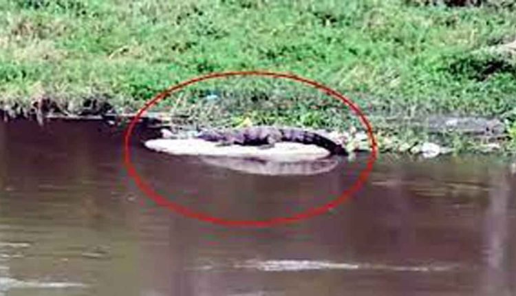 Crocodile Creates Panic at Attapur