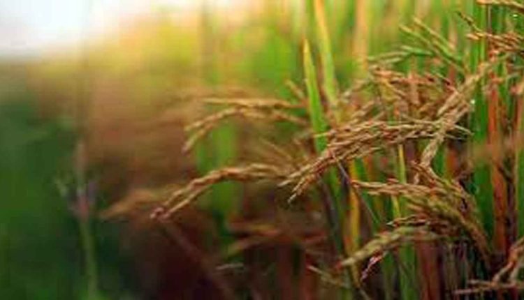 Punjab, Haryana To Buy Paddy From Oct 3