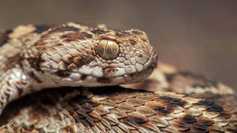 Mahabubabad: Snake Bite Three in Family One is Killed Two Fight for Their Life