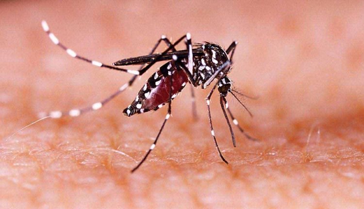 Zika Virus: High Alert In Karnataka Health Department