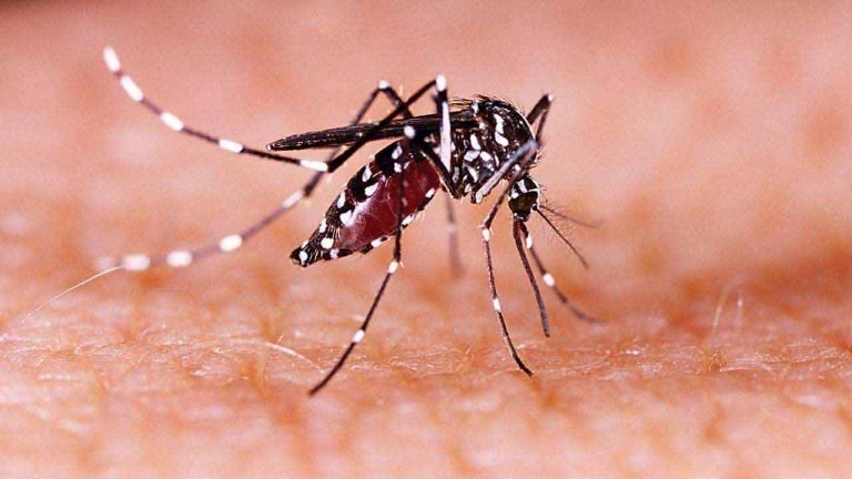 Zika Virus: High Alert In Karnataka Health Department