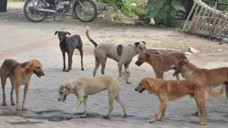 Stray Dogs Killed: Over 200 Allegedly Buried In Warangal Village