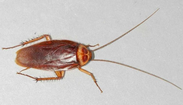 Pakistani Parliament House's cafeterias closed After finding cockroaches in the food