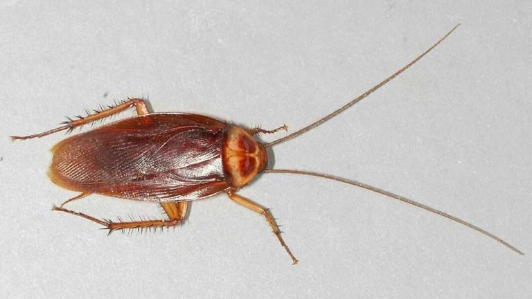 Pakistani Parliament House's cafeterias closed After finding cockroaches in the food