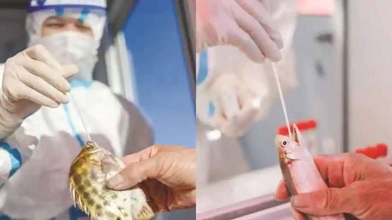 Not just humans, fish, crabs undergo COVID-19 tests in China