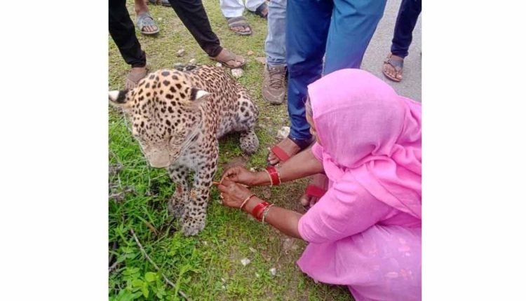 SHOCKING: Woman ties rakhi to leopard