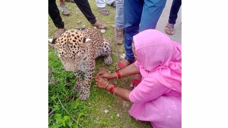 SHOCKING: Woman ties rakhi to leopard