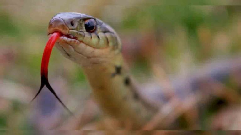 Selfie With Snake Claims 18-Year-Old Youth's Life