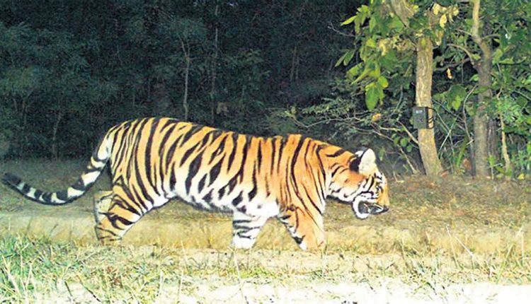 Movement Of Tiger Triggers Panic In Asifabad