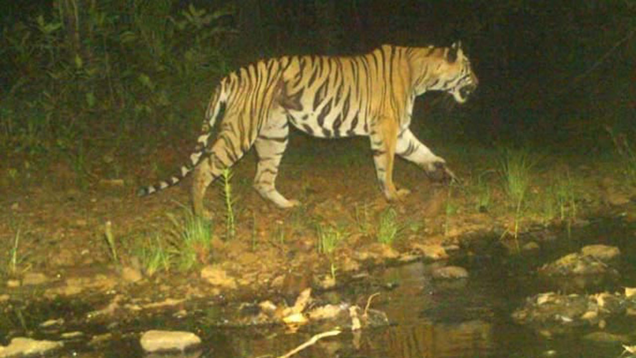Asifabad becomes breeding ground for Tigers | INDToday
