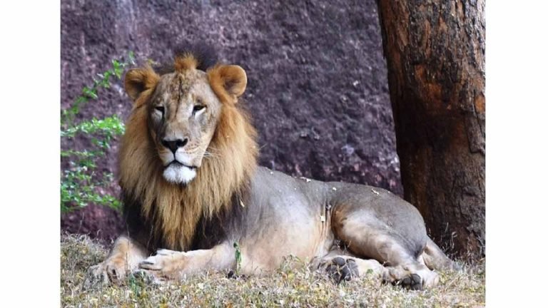 Pharma company adopts African lion at Hyderabad Zoo