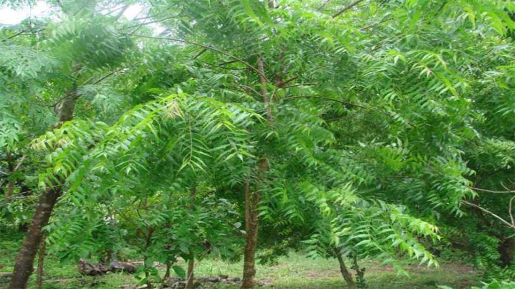 Telangana: Die-back Disease Killing Neem Trees?