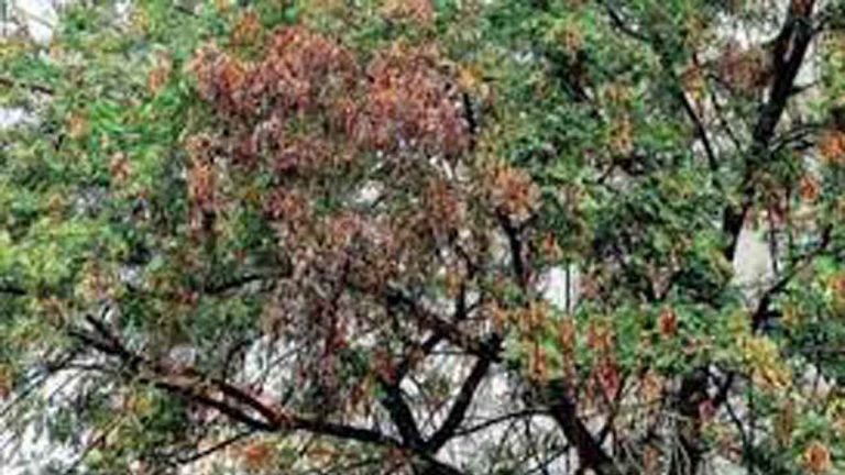 Telangana: Die-back Disease Killing Neem Trees?