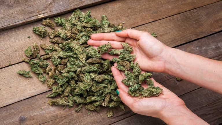Task Force Apprehended Accused With Possession Of 2 Kgs Ganja