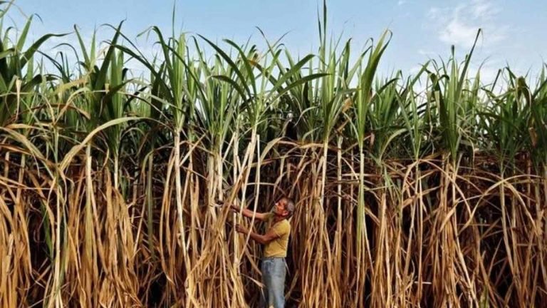 More than 5000 Lakh Metric Tons of sugarcane produced in the Sugar Season 2021-22
