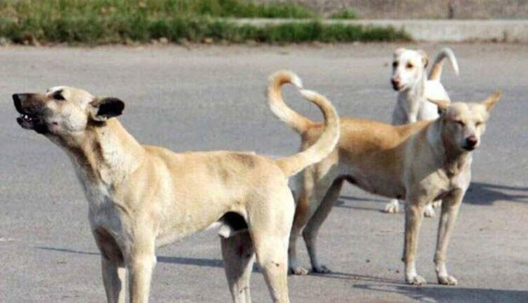 3-Year-Old Girl Injured In A Dog Attack In Karimnagar