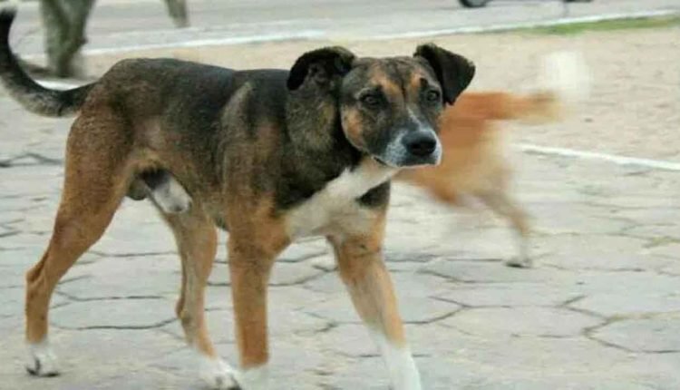 NMC Sets 8-Week Deadline For All Medical Colleges To Clear Stray Dogs Secure Their Campuses