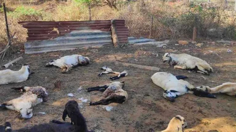 Nirmal: 20 Sheep Died In Street Dog Attack