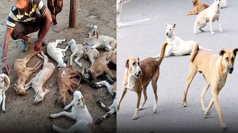 Dogs Are Causing Havoc In The GHMC Limits
