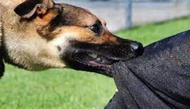 2-Year-Old Mauled To Death By Stray Dogs In Hyderabad