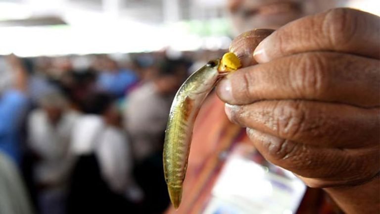 Fish Prasadam Distribution On June 8, 9: Special Buses Arranged