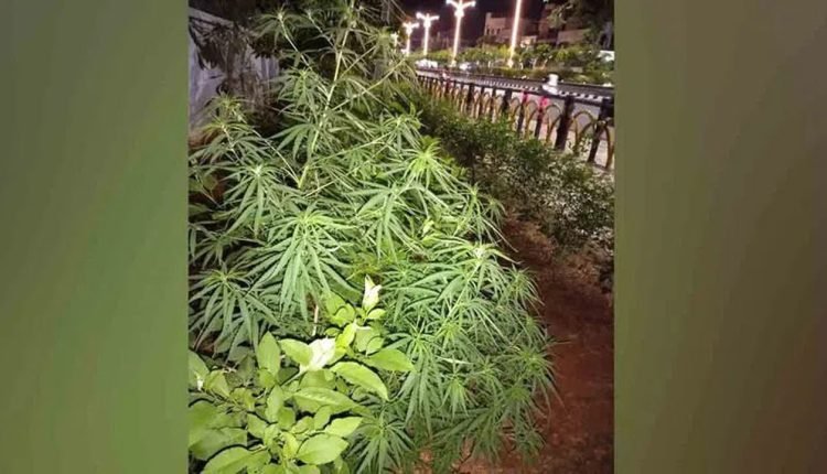 Ganja Plant in Kothagudem Municipal Garden