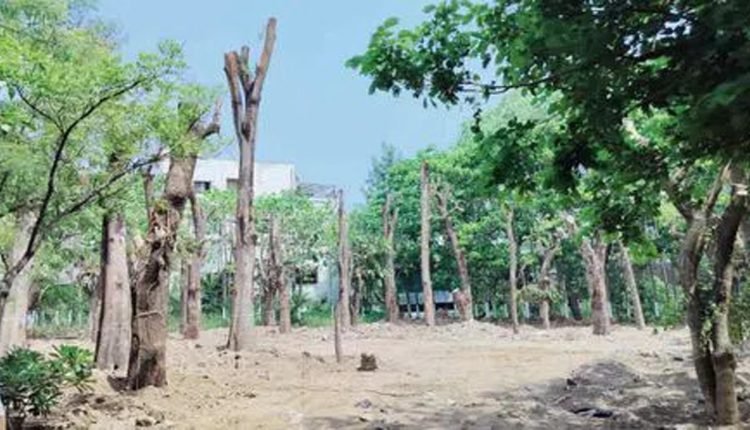 34 Fully Grown Trees Translocated By NIMS 