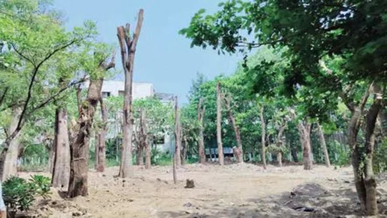34 Fully Grown Trees Translocated By NIMS 