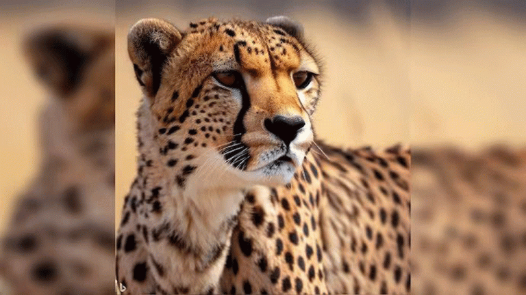 Another Cheetah Dies at Kuno National Park