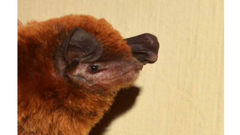 OU Scientist discover new species of Bat