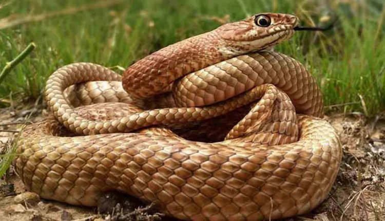 Hyderabad Rains: Snakes Entering Houses With Floods, Be Careful